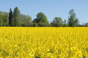 DSC_0006_300x201