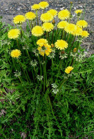 Blomster