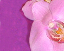 Blomster