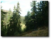 skog