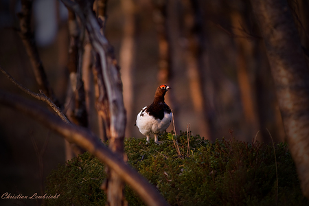 Photographer:christian lembricht