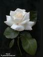 hvit&nbsp;rose_150x113