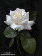 hvit&nbsp;rose  