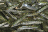 Smolt
