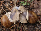 Snails - Roberto Verzo - Flickr_300x225