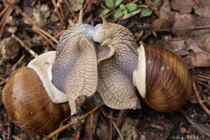 Snails - Roberto Verzo - Flickr_300x225