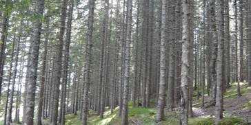Skog i Leirfjord