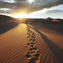 afrika ingress