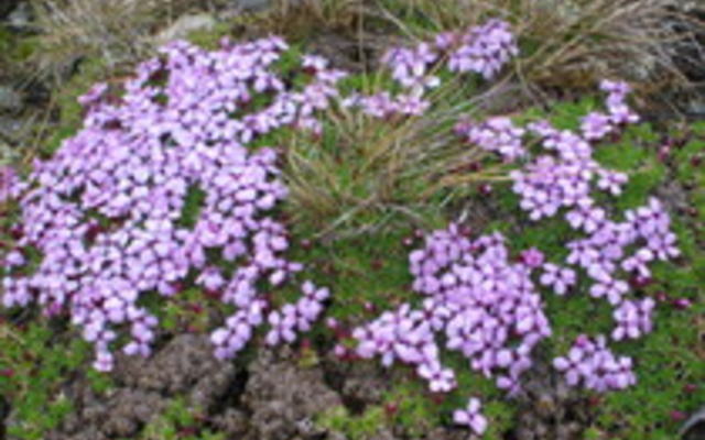 fjellsmelle_210x158