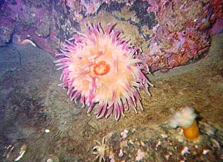 Anemone