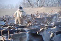 Copyright: Mauri Nieminen: Reindeer herder, Sapmi
