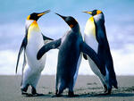 Bilde av pingviner