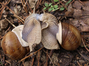 Snails - Roberto Verzo - Flickr_300x225