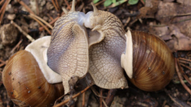 Snails - Roberto Verzo - Flickr_300x225