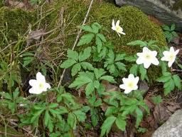 vårblomster