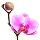 ingress orkide
