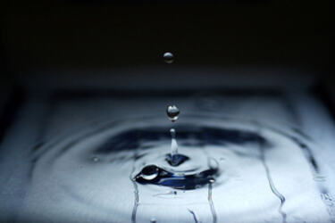 Water fox_kiyo flickr_300x200