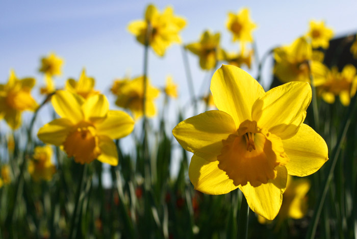 Spring_daffodils  Foto Alan Cleaver Wikimedia Commons.jpg