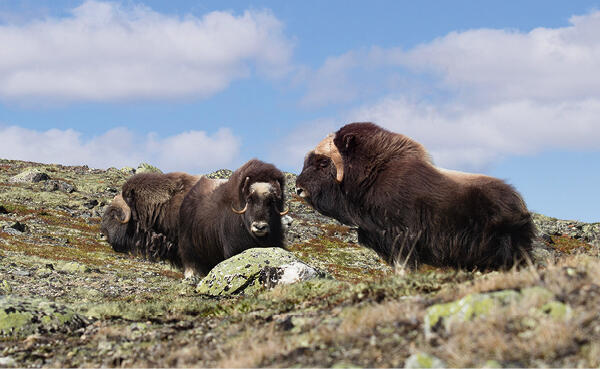 Oppdal header2