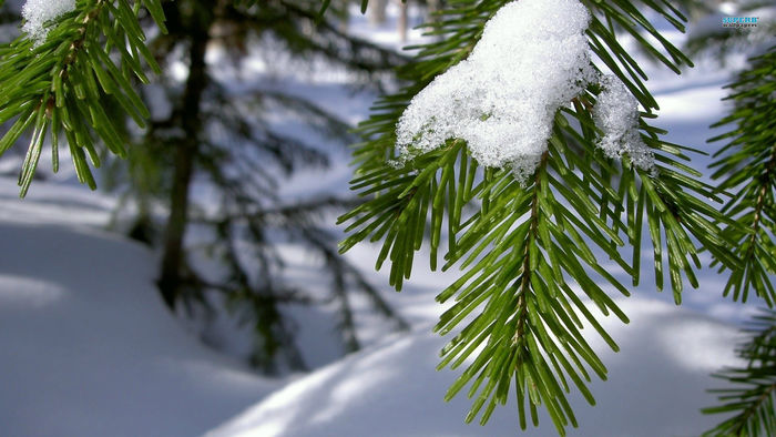 Vinter tre med snø