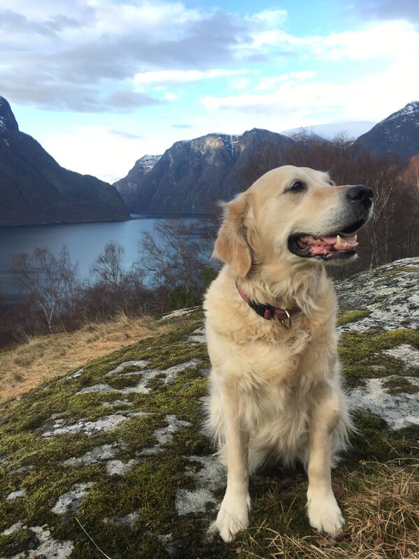 Hund