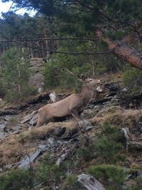 Hjortebukk