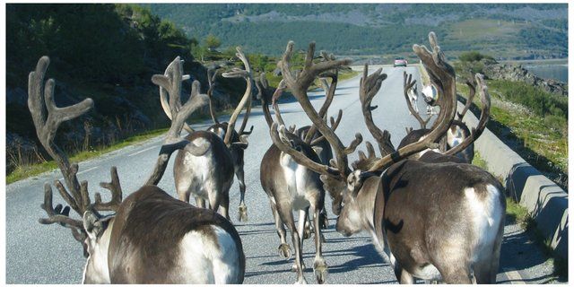 reindeers on the road Nordkapp_640x320