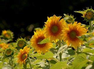 Sensommerkveld