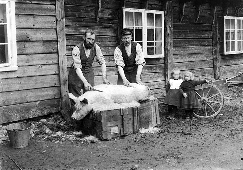 Griseslakt, 1910. Foto: Jens Knudsen Maurseth
