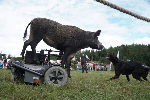 Mentalitet på hund