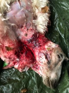 Bildet er fra rovdyrkontaktens undersøkelse i 2019 av skadeårsak. Lammet er bitt gjentatte ganger i halsen slik at nakken nesten er knust.
