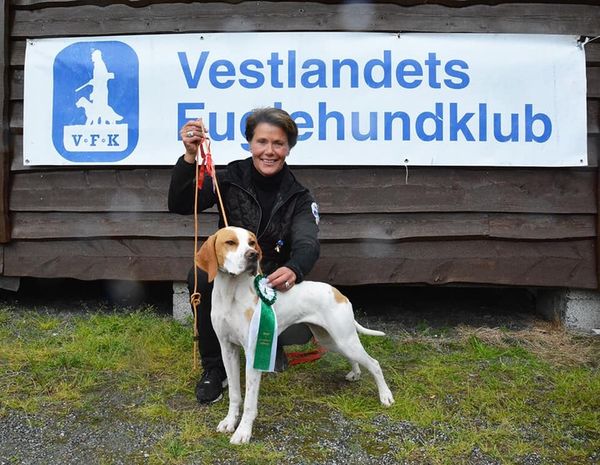 Illustrasjon fuglehundfestival 2020web