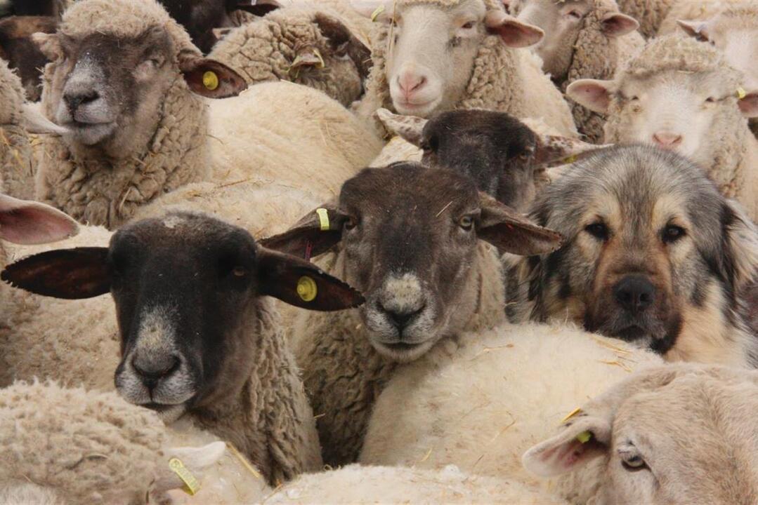 Saueaversjonskurs - Illustrasjonsbilde