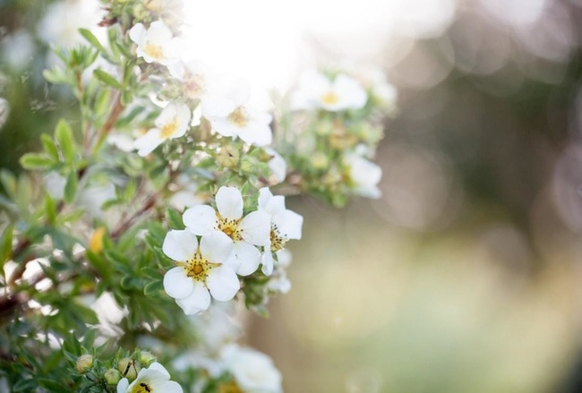 Hvite blomster  Foto: Mona Larsen