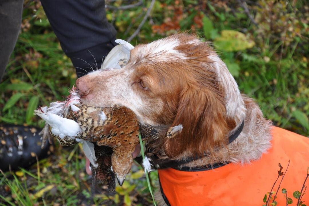 Hund som apporterer rype