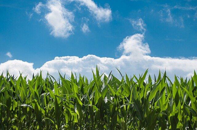 Åker (corn-filed-440338 Pixabay.com)