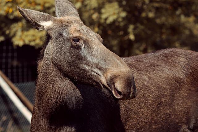 Elg (moose-4528375 pixabay.com)