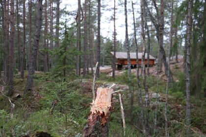 Hele trær er hogd og forsøkt hogd, og greiner er også fjernet ved Tiurmosan. Foto: Vestby kommune