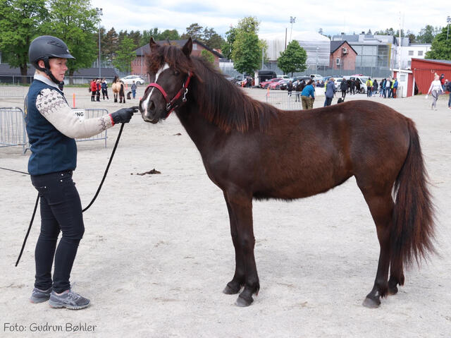 Løvmyrs Karmen 2022 - Foto Gudrun Bøhler