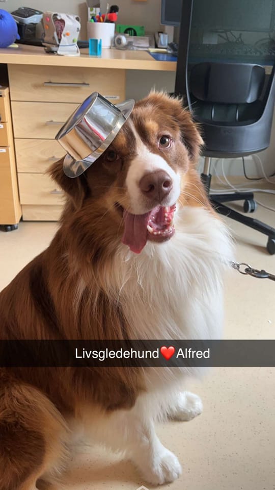 Livsgledehjem Alfred hund.jpg