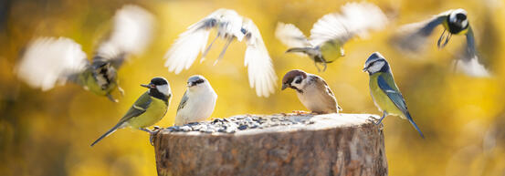 Bildet: Fugler som spiser mat