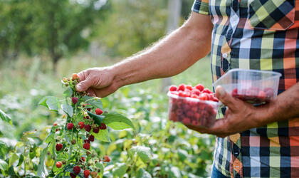 Gardening. Man picking raspberries, close up photo. Hobbies and