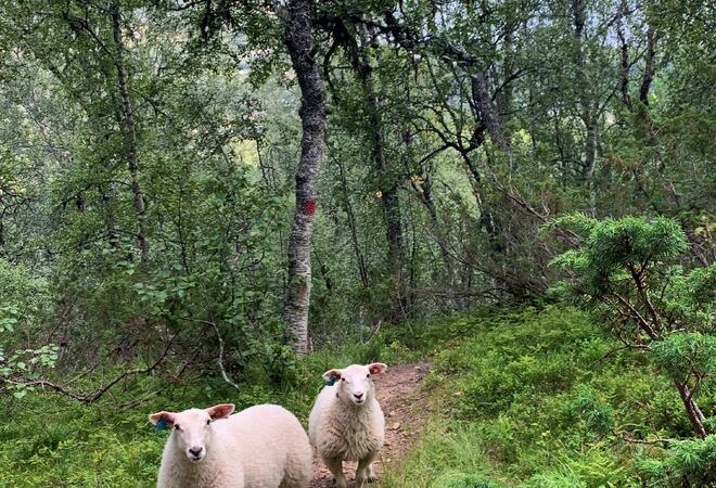 Foto: To fine og nyfikne lam i Raulandsgrend
