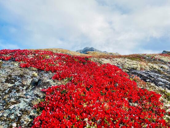 Farga i fjellet. Foto: Knut Olav Edland