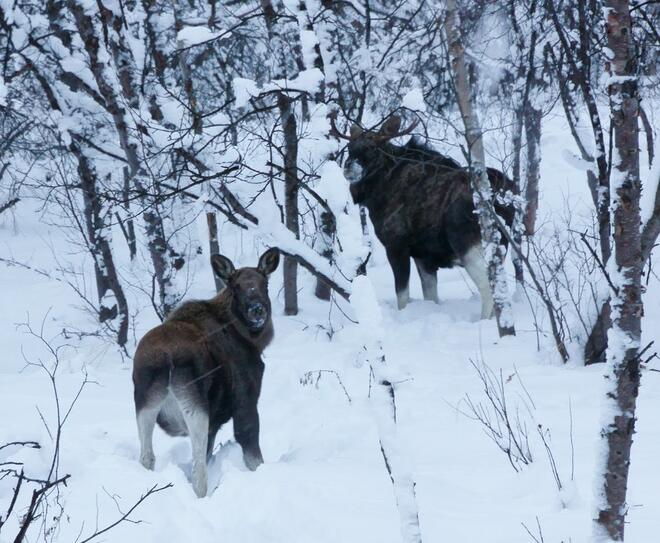 Flere elg som går i skog vinter