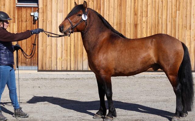 Røss Brutus. Foto: Gudrun Bøhler.