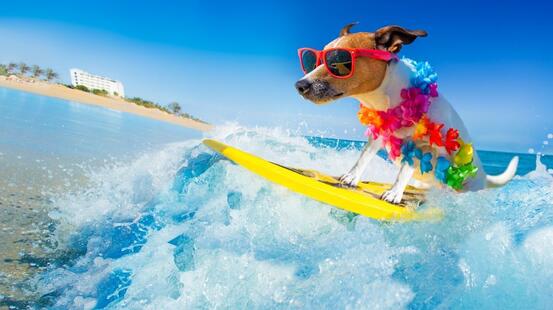 På bildet: Hunds som surfer i sommersolen