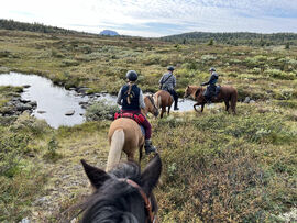 Hest på tur