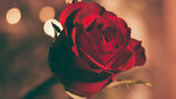 Foto av en rød rose
