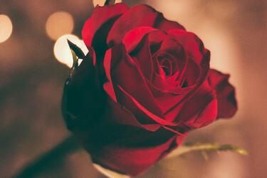 Foto av en rød rose